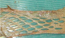 Close up of a piece of stretched and perforated skin