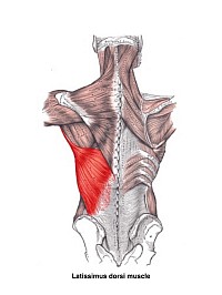 Latissimus dorsi muscle